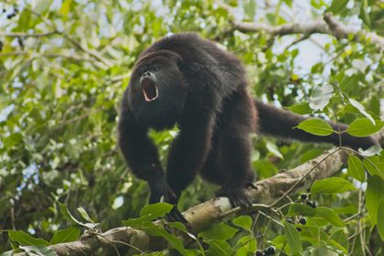 Guatemalan Black Howler Monkey (Alouatta pigra) Endangered, Wild, Community Baboon Sanctuary, Belize, Central America